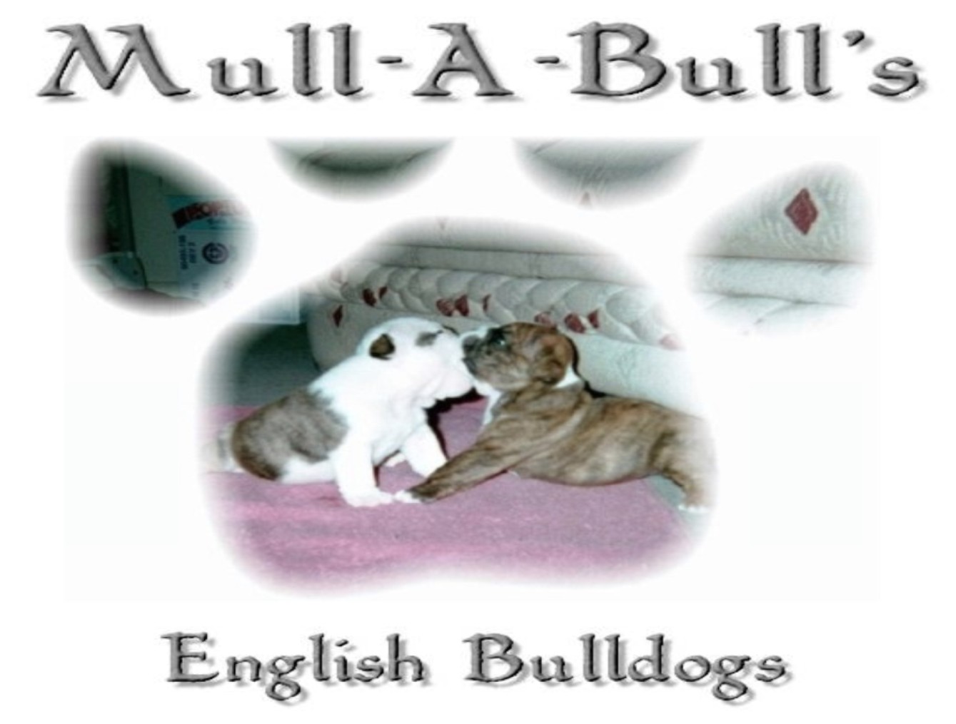Mull-A-Bull Logo!